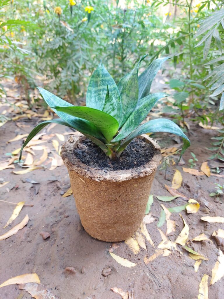 Biodegradable Pot